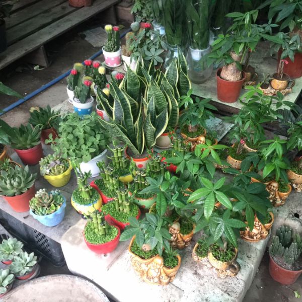 Chậu cây cảnh mini để bàn